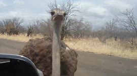 Ostrich pecks tourist on the head
