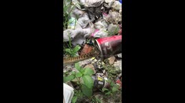 Baby snake rescued after getting stuck in fizzy drinks can