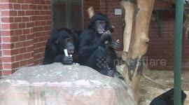 Bonobo lunch break