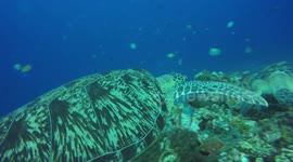 Is it a turtle love