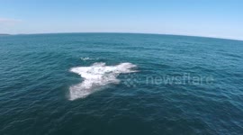 Breaching and Jumping Humpback Whales at Lennox Head, NSW