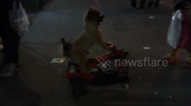 Dog riding a bike in Thailand