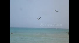 Colombia. Guajira. Cabo de la Vela. Pelicans fishing. Pelícanos pescando haciendo picados. 2014