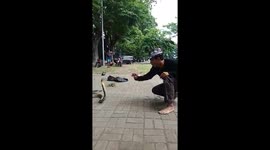 New Way to Train a King Cobra