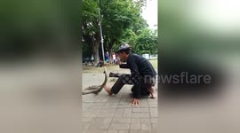 Man trains king cobra at 'Cobra Academy' in Indonesia