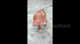 Pig born with two heads in southern China