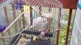 Cockatiel Phoebe enjoys a CanadianTropical  Rain Shower in October