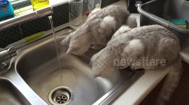 Kittens fascinated by sink