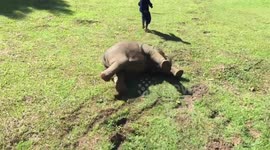 Baby elephant takes a tumble as she walks down a hill