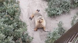 Cute Australian sea lion on Kangaroo Island