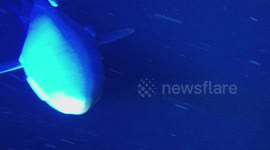 Shark Night Patrolling Boat Underwater Footage