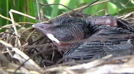 Sooty-headed Bulbul hatch in low trees