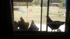 Chickens Peer Into Bedroom