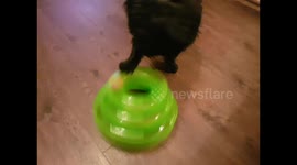 Dog playing with new cat toy