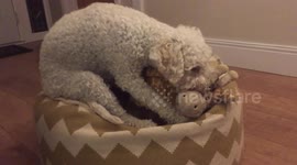 Dog meets his favourite toy in real life