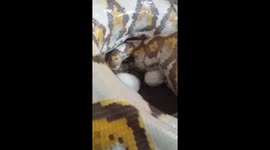 Project breeding giant python 5 meters