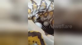 Newsflare Edit - Project breeding giant python 5 meters