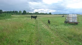 Dog met a cow for a first time