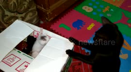 Black Cat While On Duty to Keep His Siblings Still in The Box