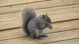 a cute squirrel eating a pea