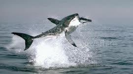 slow motion jumping shark