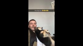 Dog always wants to sit like it’s owner