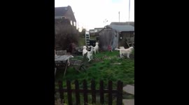 Dogs go crazy when hot air balloon goes over head - annoyingly funny