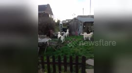 Newsflare Edit - Dogs go crazy when hot air balloon goes over head - annoyingly funny