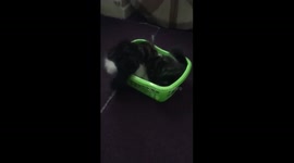 KITTENS FIGHT OVER BASKET