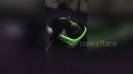 Newsflare Edit - KITTENS FIGHT OVER BASKET