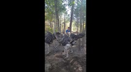 How to catch an ostrich