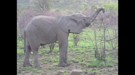 Wild elephants in South Africa