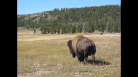 Bison in Yellowstone National Park
