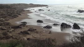 Elephant Seals lounging on the beach