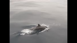 Wild Common Dolphin in Los Angeles Santa Monica Bay