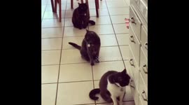 Three Cats Queue Patiently for Dinner