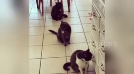 Newsflare Edit - Three Cats Queue Patiently for Dinner