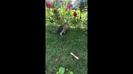 Hawk landed in my lawn