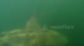 Basking Shark swims under the boat!