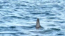 Being on a boat and seeing a huge shark fin sticking out of the water!
