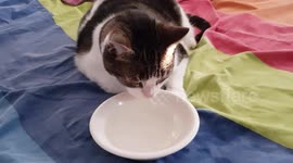 cat drinks water on bed