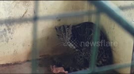 Forest Tiger Attack Citizens' Home, and Secured