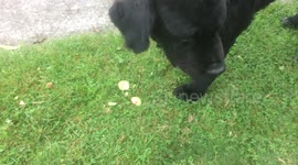 4-legged thief busted - dog steals peaches :-)