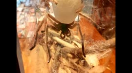 Massive Huntsman Spider Takes a Bath!