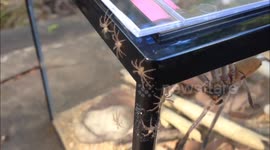 Hundreds of baby Huntsman spiderlings and their mum