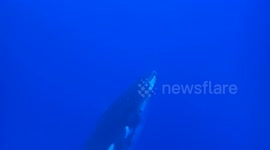 Humpback breaches and nearly hits snorklers
