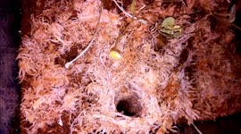 Trapdoor spider captures a cricket - see right inside the burrow!