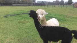 Alpaca males fighting