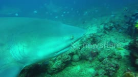 Big Bull sharks biting and chomping.