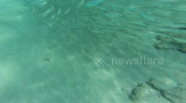 turtle swims between the sardines